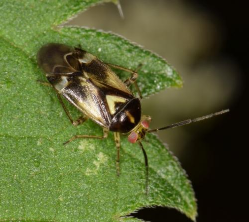 Orthops basalis